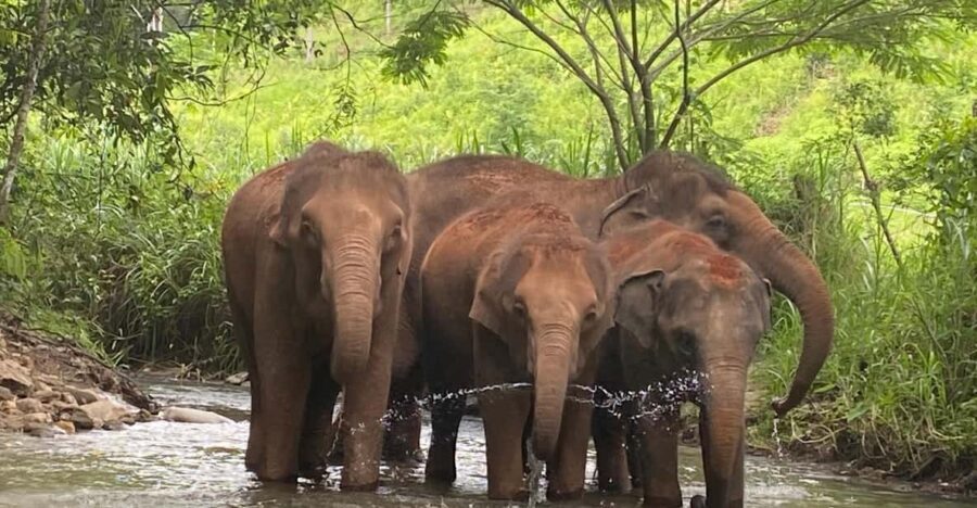 Chiang Mai: Elephant Dream Project Sanctuary - Half-Day - What to bring (and why it changes your comfort level)
