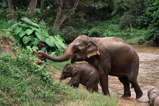 Chiang Mai Elephant Sanctuary, Bamboo Rafting and Waterfall Tour - Key highlights you’ll feel in the day