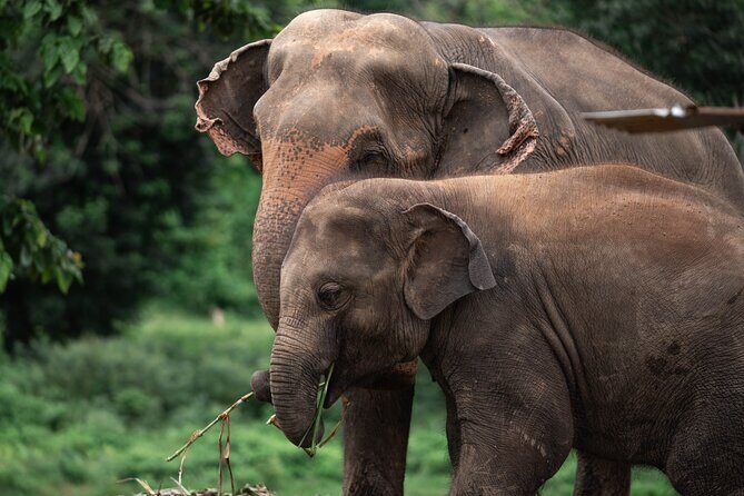 Chiang Mai Elephant Sanctuary, Bamboo Rafting and Waterfall Tour - Getting There and How the Day Flows (8 Hours, 3 Main Stops)