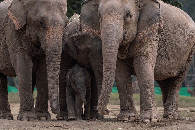 Chiang Mai Elephant Sanctuary, Bamboo Rafting and Waterfall Tour - New Elephant Home Sanctuary in Mae Tang Valley: Watching, Not Riding