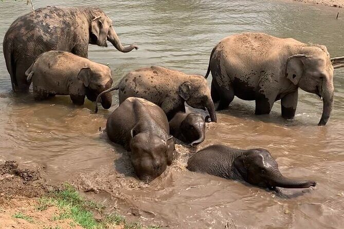Chiang Mai Elephant Sanctuary, Bamboo Rafting and Waterfall Tour - Bamboo Rafting at 8Adventures Camp: A Calm Finish