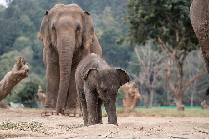 Chiang Mai Elephant Sanctuary, Bamboo Rafting and Waterfall Tour - Who This Tour Fits Best and Who Should Skip It