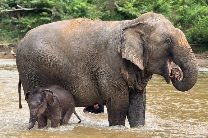 Chiang Mai Elephant Sanctuary, Bamboo Rafting and Waterfall Tour - Small Tips That Make the Day Smoother