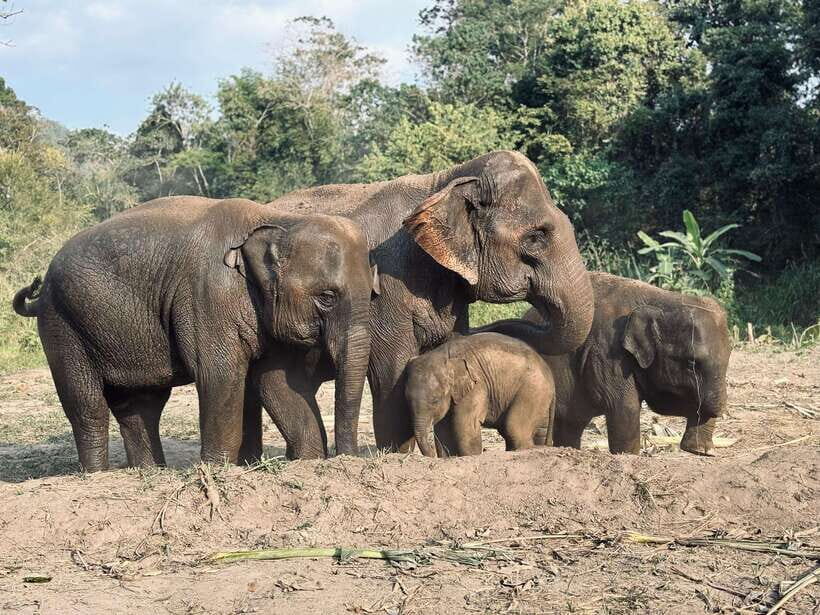 Chiang Mai: Elephant Sanctuary Feeding Program Half-Day Tour - Key Highlights I’d Plan Around
