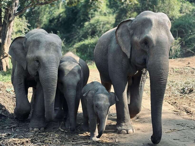 Chiang Mai: Elephant Sanctuary Feeding Program Half-Day Tour - The Briefing and Nature Walk: Why This Part Matters