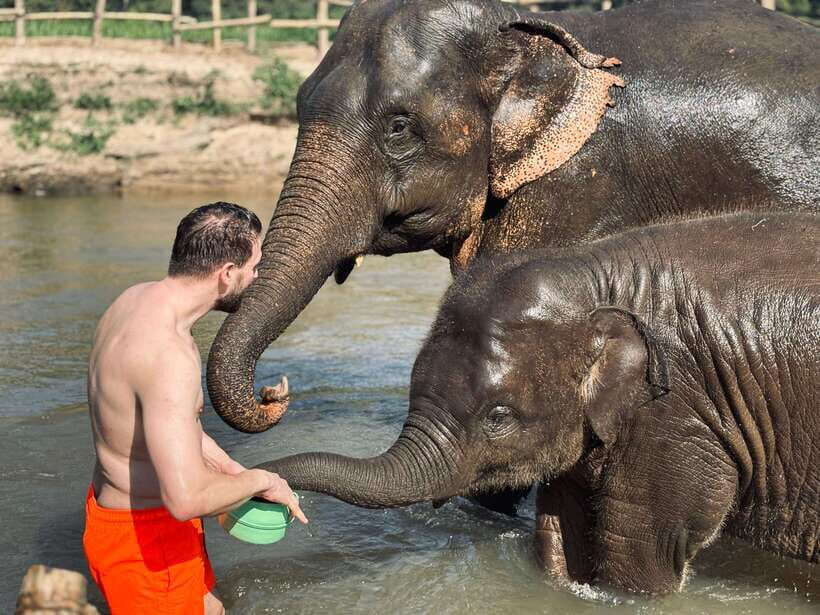 Chiang Mai: Elephant Sanctuary Feeding Program Half-Day Tour - Price and Value: What $27 Gets You in Real Terms
