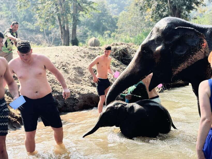 Chiang Mai: Elephant Sanctuary Feeding Program Half-Day Tour - Safety, Rules, and the Stuff You Must Plan For