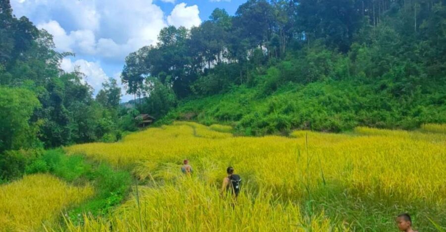 Chiang Mai: Elephant Sanctuary & Jungle Trek w/ Waterfall - A Full Day Around Mae Wang: What the $61 Gets You