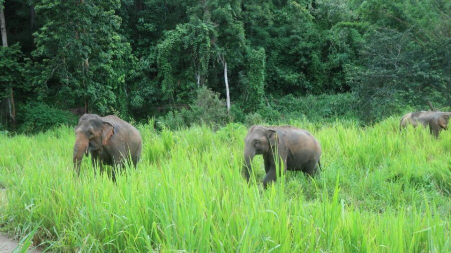 Chiang Mai: Elephant Sanctuary & Jungle Trek w/ Waterfall - Scenic Walk Segments and Wildlife Viewing on the Return