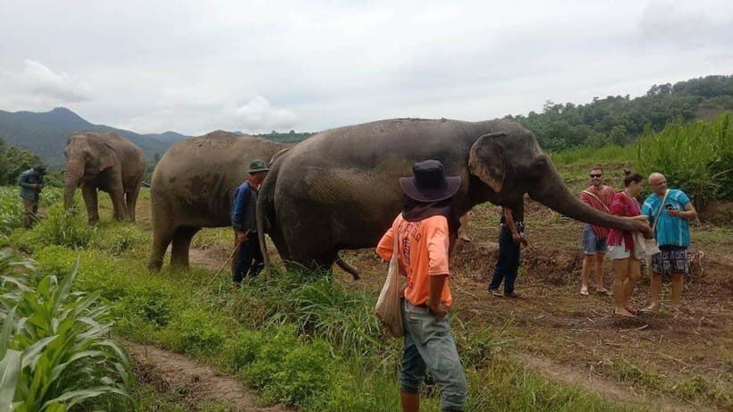 Chiang Mai: Elephant Sanctuary Local Hill Tribe Caretakers - From Chiang Mai to the Sanctuary: Timing and Transport That Actually Matter