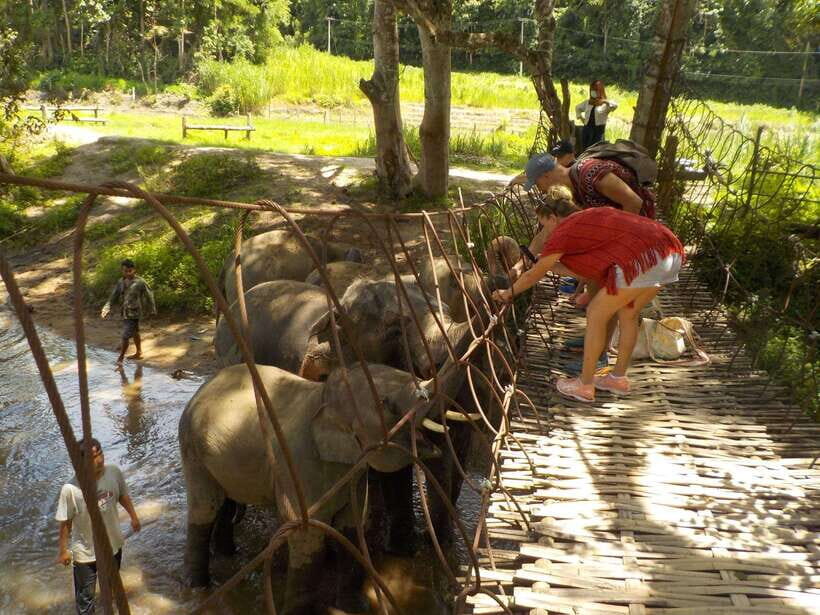 Chiang Mai: Elephant Sanctuary Local Hill Tribe Caretakers - The Mae Wang Waterfall Hike: A One-Hour Nature Reset