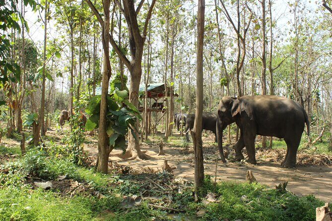Chiang Mai Elephant Sanctuary Small Group Ethical Tour - Key points before you go