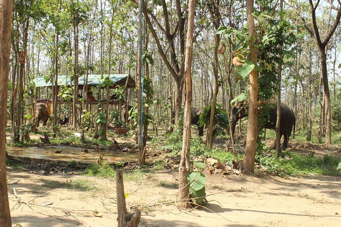 Chiang Mai Elephant Sanctuary Small Group Ethical Tour - Morning vs Afternoon: Choosing the Chiang Mai Timing Window