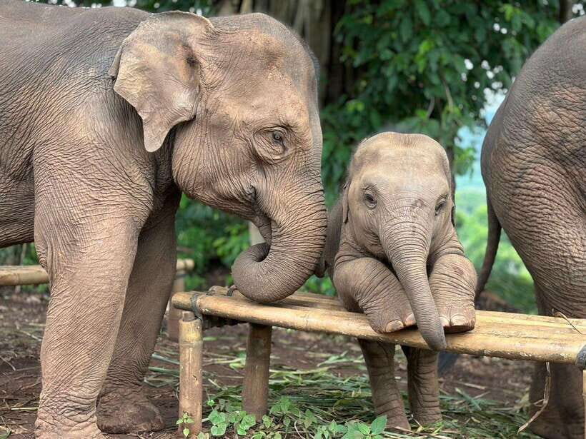 Chiang Mai: Elephant Sanctuary, Waterfall & Bamboo Rafting - Key highlights worth planning around
