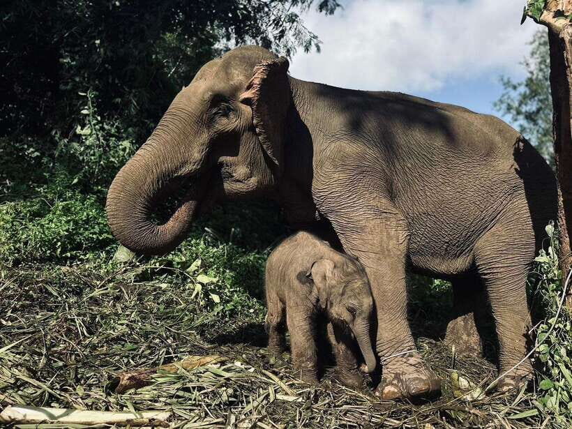 Chiang Mai: Elephant Sanctuary, Waterfall & Bamboo Rafting - Why Pon Elephant Sanctuary + Mae Wang makes a smart Chiang Mai combo