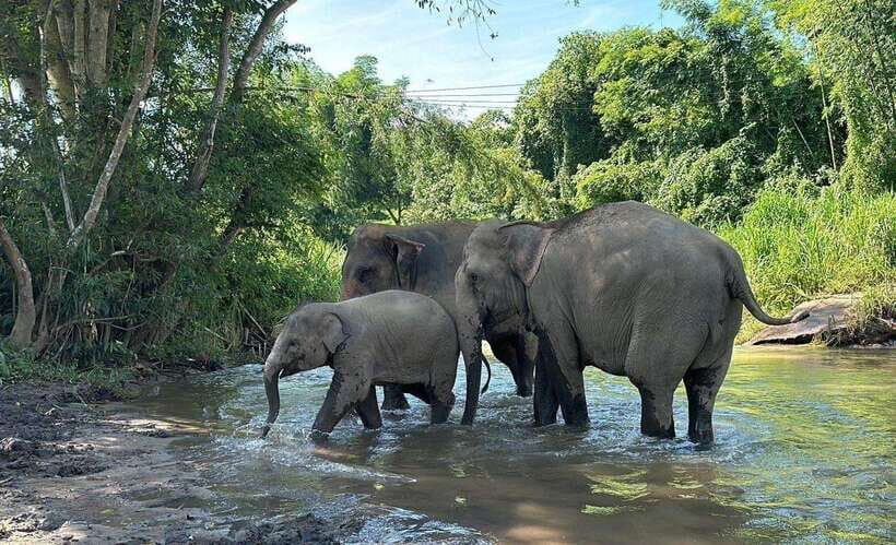 Chiang Mai: Elephant Sanctuary, Waterfall & Bamboo Rafting - Bamboo rafting on the Mae Wang River: fun rapids, real cooling-off, and timing that works