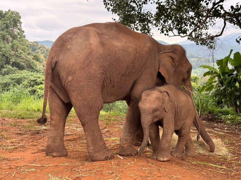 Chiang Mai: Elephant Sanctuary & Waterfall Group Tour - Quick hits before you go