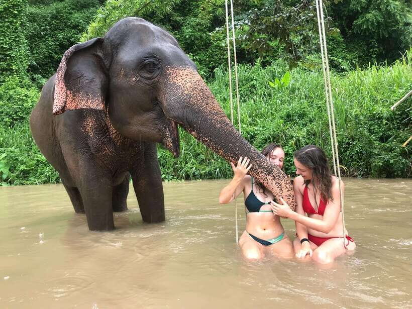 Chiang Mai: Elephant Sanctuary & Waterfall Group Tour - Feeding, touching, and elephant families: the part you’ll remember