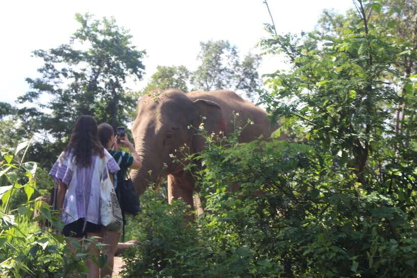 CHIANG MAI ELEPHANT VILLAGE SANCTUARY JUNGLE ADVENTURE - Lunch with Ken’s family: where the day feels personal