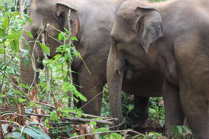 CHIANG MAI ELEPHANT VILLAGE SANCTUARY JUNGLE ADVENTURE - The small free-time window: use it wisely