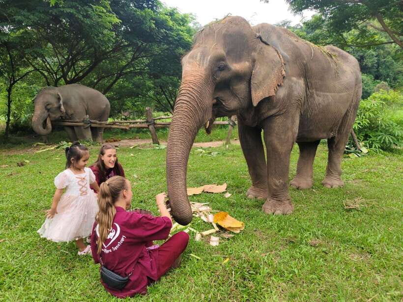 Chiang Mai: Elephants, Sticky Waterfalls, Market and Temple - A full-day Chiang Mai hit list that actually feels local