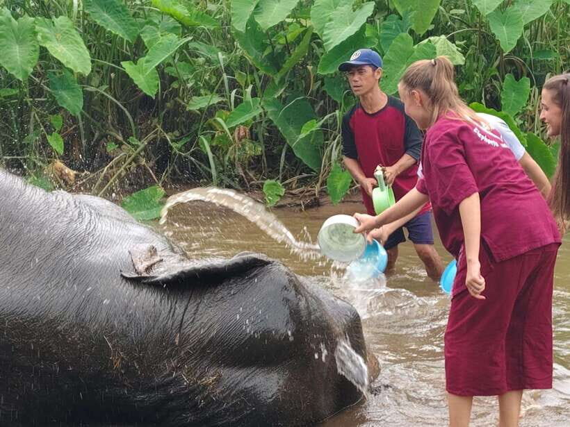 Chiang Mai: Elephants, Sticky Waterfalls, Market and Temple - The 10:45 hotel pickup that gets you out of town