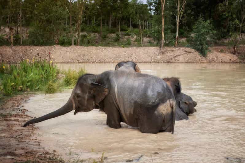 Chiang Mai: Ethical Elephant Encounter Feeding Program - Key things that make this encounter special