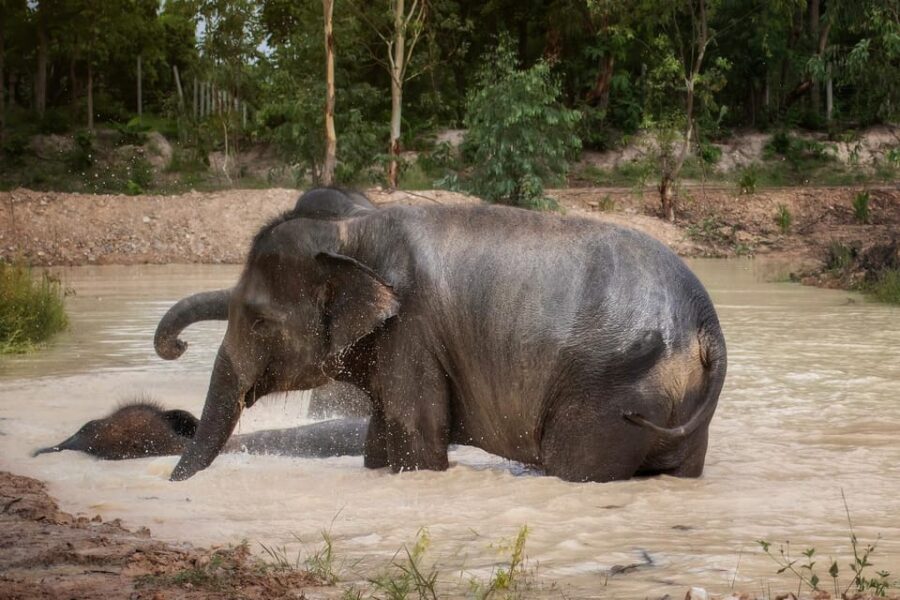 Chiang Mai: Ethical Elephant Encounter Feeding Program - FAQ