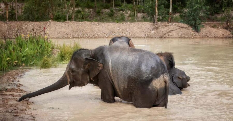 Chiang Mai: Ethical Elephant Encounter Feeding Program - Ethical elephant feeding at EJS Chiang Mai: what you’re signing up for