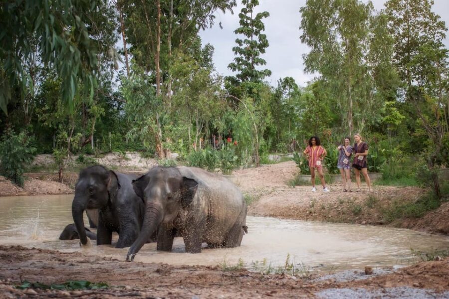 Chiang Mai: Ethical Elephant Encounter Feeding Program - What the guide teaches: elephant behavior, communication, and care