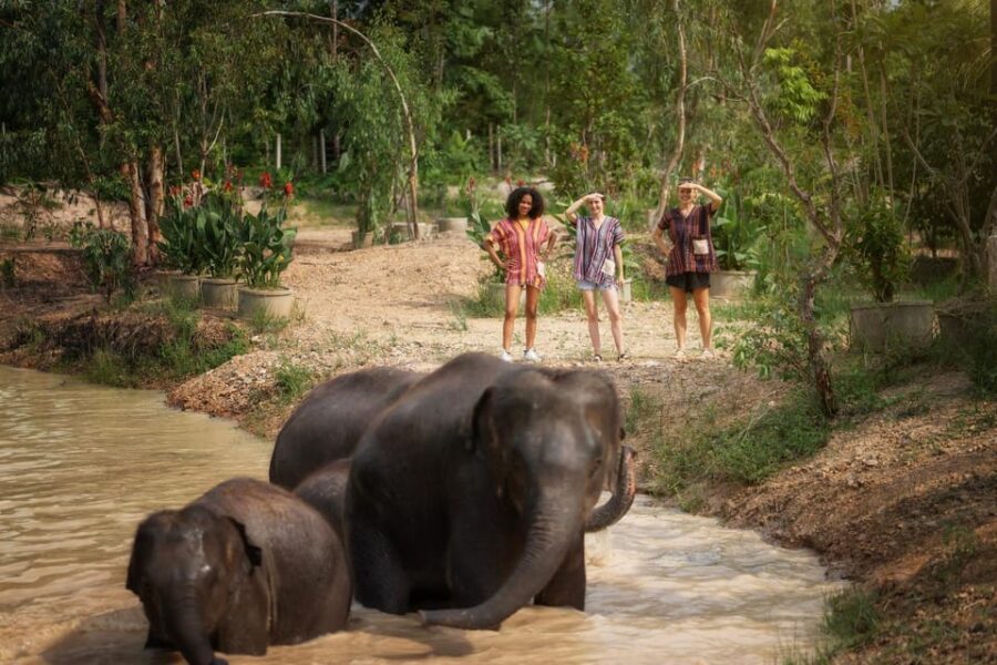 Chiang Mai: Ethical Elephant Encounter Feeding Program - Logistics that affect your day: timing, crowds, and where you’ll wait