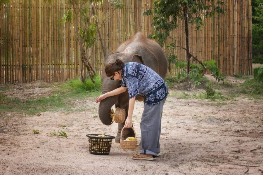 Chiang Mai: Ethical Elephant Encounter Feeding Program - What to bring (and what to skip) for a comfortable visit