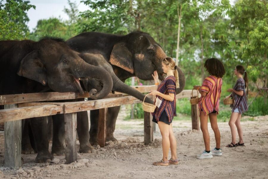 Chiang Mai: Ethical Elephant Encounter Feeding Program - Should you book this ethical elephant encounter in Chiang Mai?