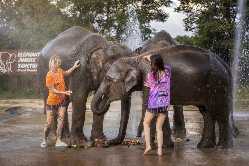 Chiang Mai: Ethical Elephant Feeding & Shower Program - Feeding from the viewing platform: up close without chaos