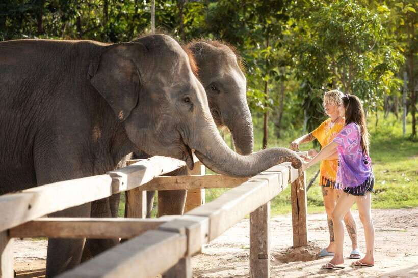 Chiang Mai: Ethical Elephant Feeding & Shower Program - The guide makes it: learning about elephant origins and behavior