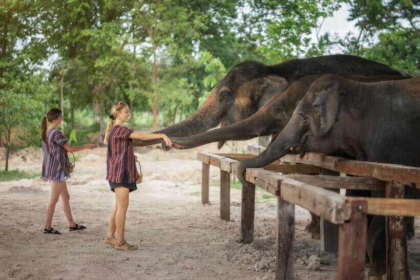 Chiang Mai: Ethical Elephant Feeding & Shower Program - Poop paper class: the sustainability lesson you can feel good about