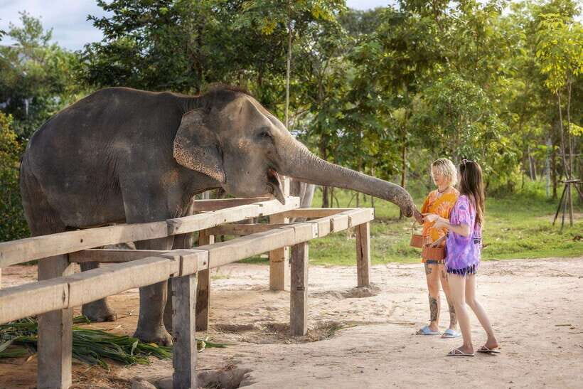 Chiang Mai: Ethical Elephant Feeding & Shower Program - Logistics you should plan ahead of time