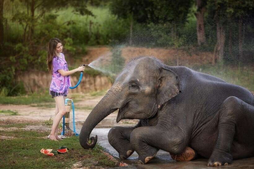 Chiang Mai: Ethical Elephant Feeding & Shower Program - Arriving at the sanctuary: your briefing and your role