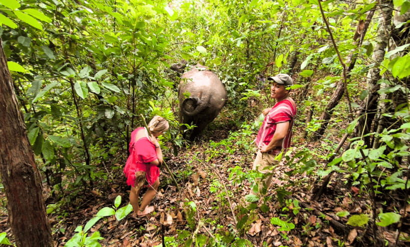 Chiang Mai: Ethical Half Day Elephant Sanctuary & Waterfall - Lunch and Included Comforts: Food You’ll Actually Want After Jungle Time