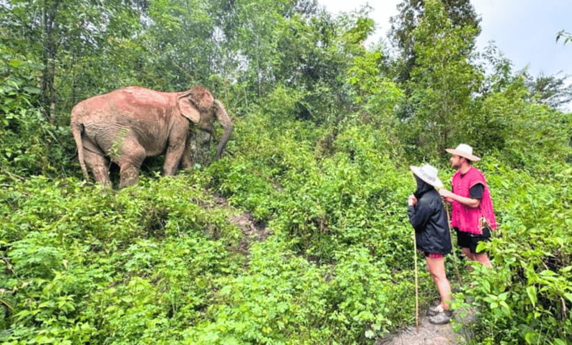 Chiang Mai: Ethical Half Day Elephant Sanctuary & Waterfall - Who Should Book This Program (and Who Should Skip It)