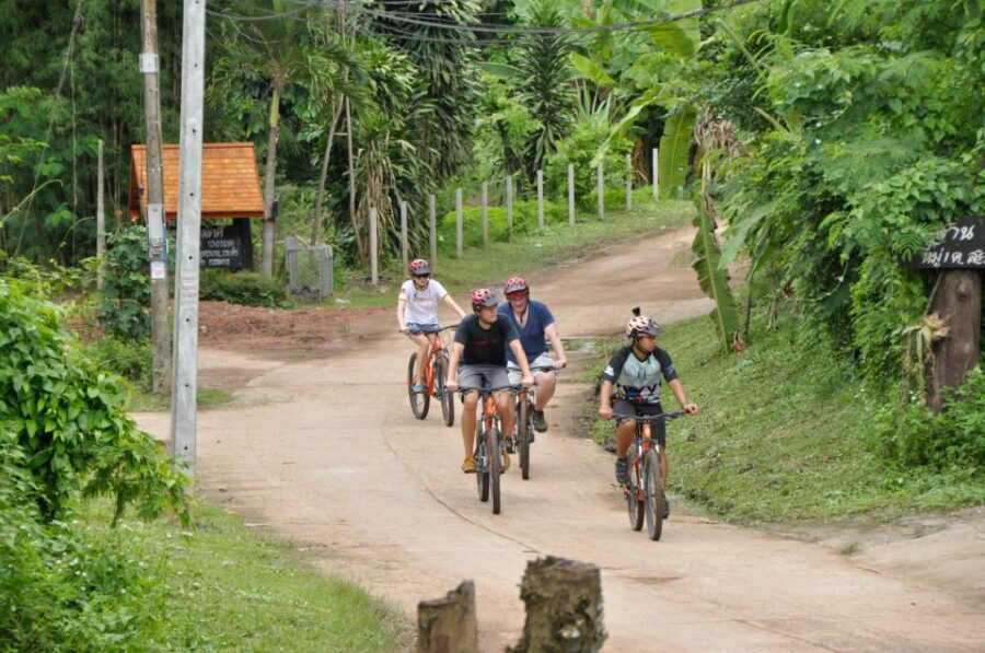 Chiang Mai Fields of Gold Cycling Tour - Rice-Field Timing: When It Really Looks Like Gold