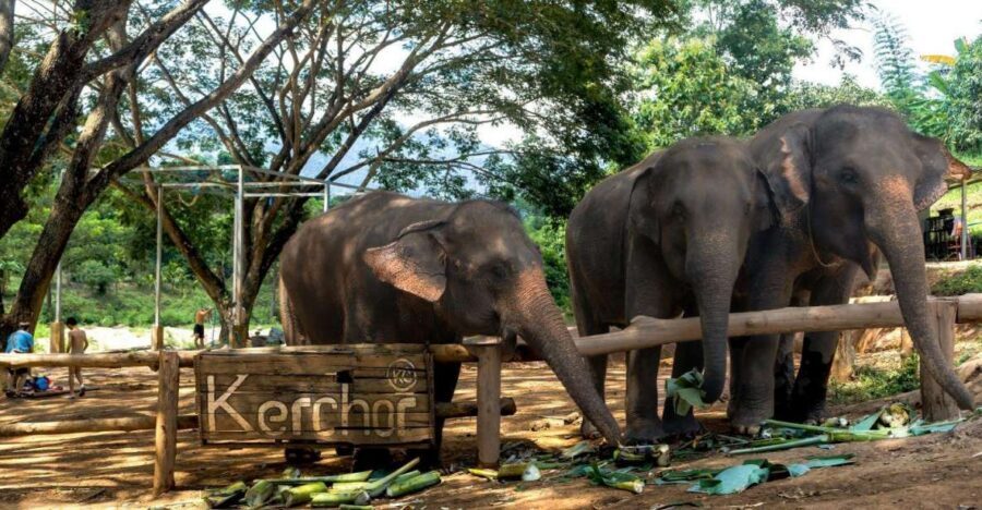 Chiang Mai: Full-Day Kerchor Elephant Eco Park Tour & Trek - Should I book this tour? My quick decision guide