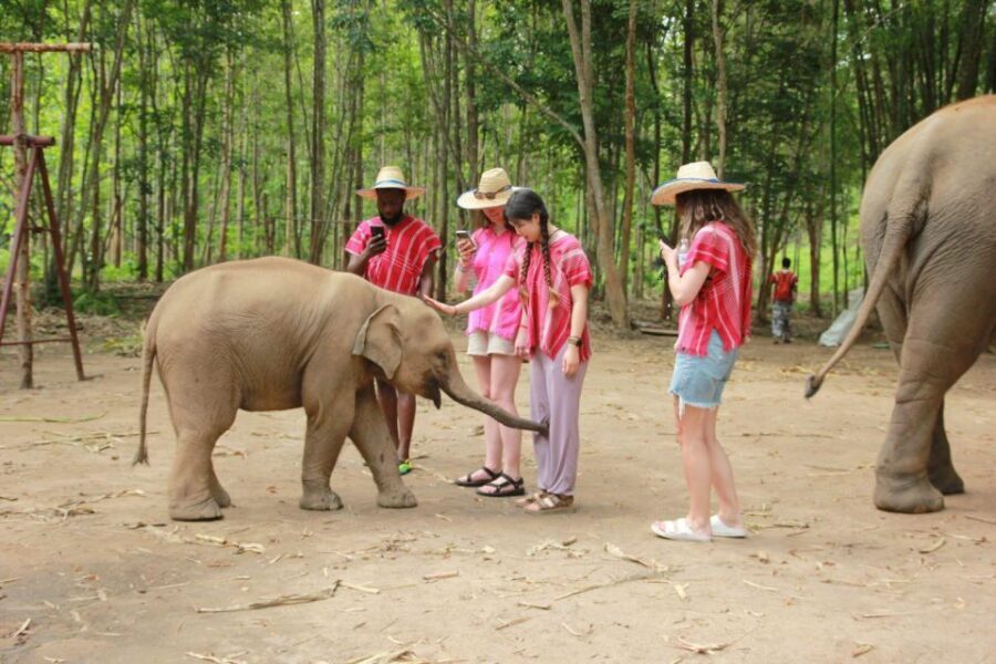 Chiang Mai: Full-Day Kerchor Elephant Eco Park Tour & Trek - Sugar cane feeding and making herbal medicine balls
