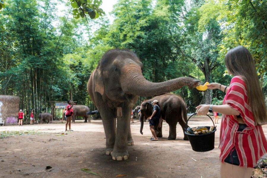 Chiang Mai: Full-Day Kerchor Elephant Eco Park Tour & Trek - Bamboo rafting on the river: safety, cold water, and no-seat reality