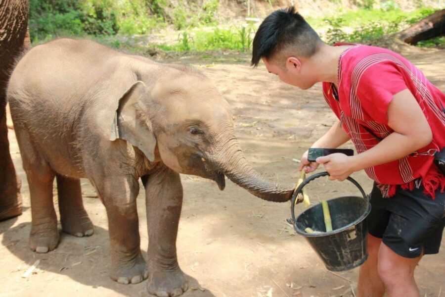 Chiang Mai: Full-Day Kerchor Elephant Eco Park Tour & Trek - Lunch in the park: Thai food and a real break between activities
