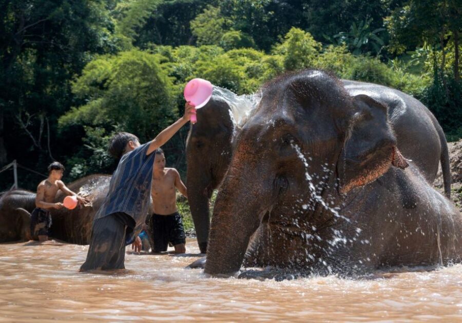 Chiang Mai: Full-Day Kerchor Elephant Eco Park Tour & Trek - Guided countryside trek to the waterfall: stairs, slipping risk, and swim time