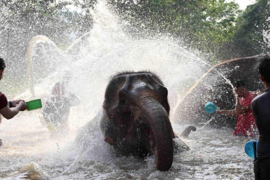 Chiang Mai: Full-Day Kerchor Elephant Eco Park Tour & Trek - Who should book Kerchor and who should choose something else