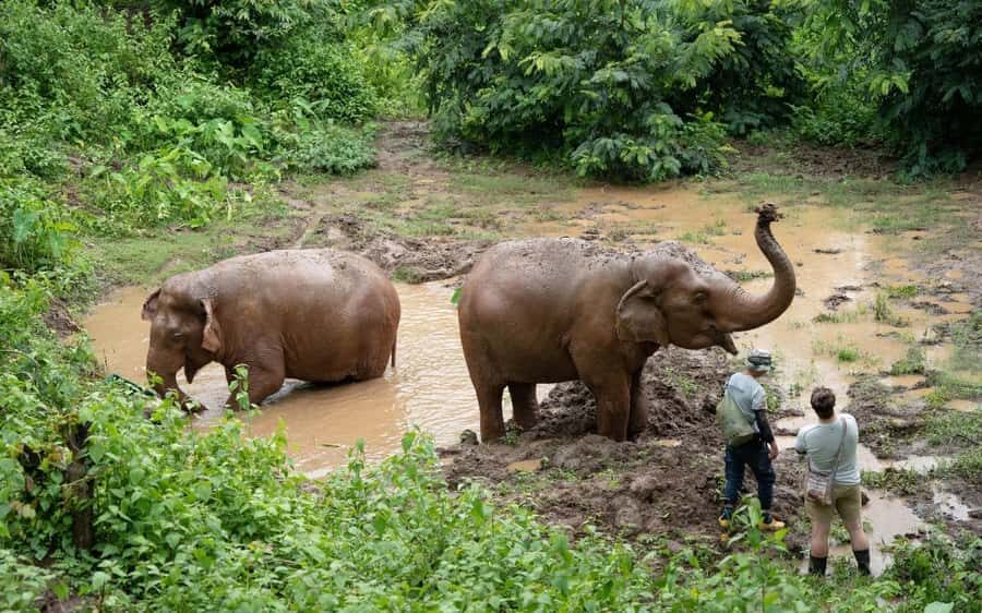 Chiang Mai Half-Day Adventure: River Tubing & Waterfall - Elephant Nature Park nearby: why seeing elephants here feels different