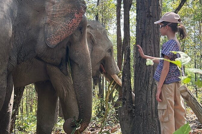 Chiang Mai Half Day Tour: Doi Inthanon Elephant Sanctuary - The 3-Hour Sanctuary Walk: Elephants, Jungle Paths, and River Baths