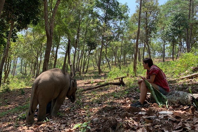 Chiang Mai Half Day Tour: Doi Inthanon Elephant Sanctuary - Feeding, Petting, and Photo Moments: Interaction Without Riding